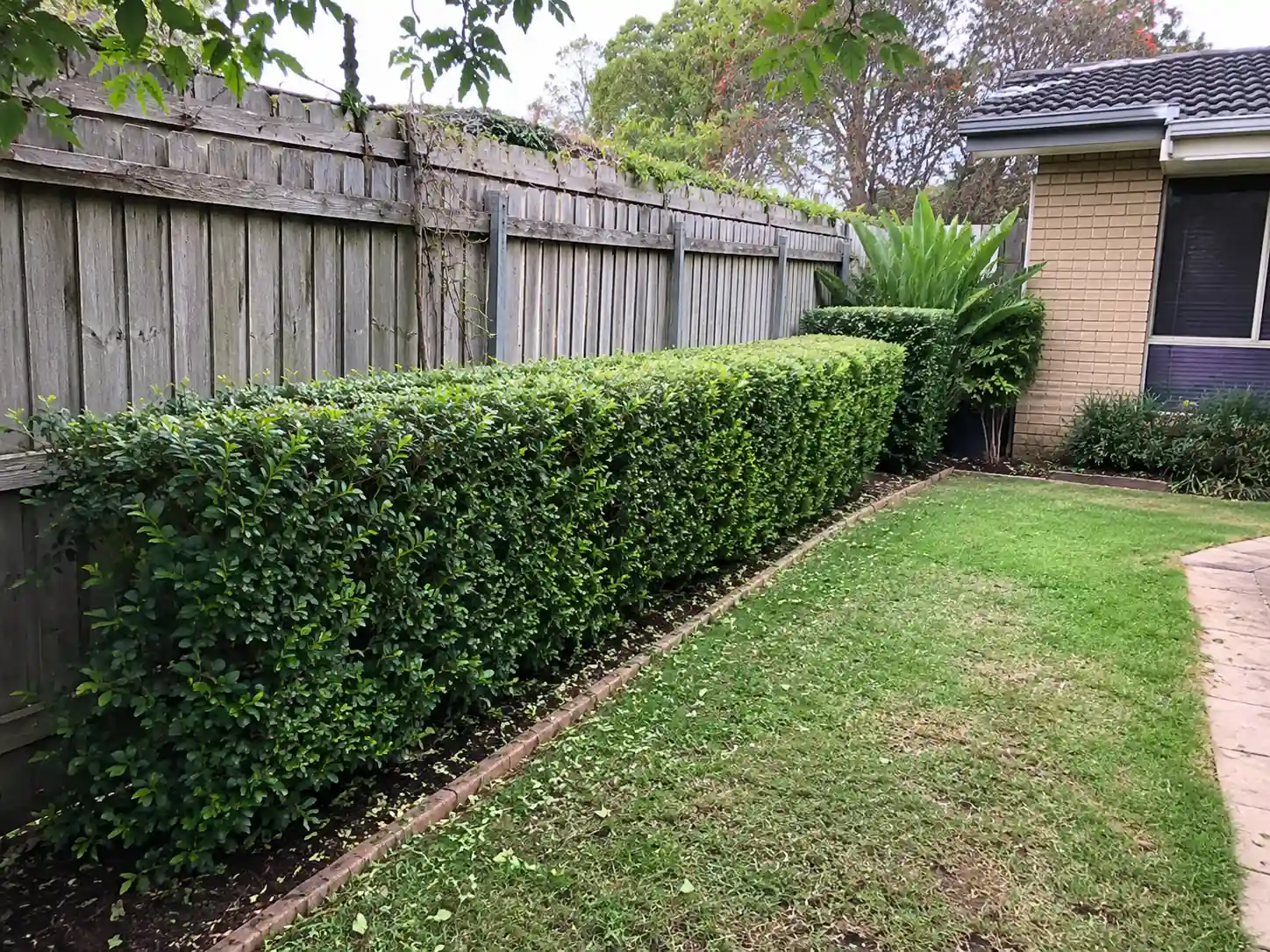 Hedge trim — Doncaster East